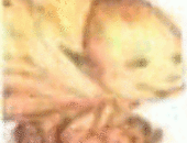 DavidStula